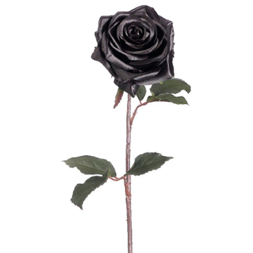 Black Magic Rose Stem 21.5" Box of 12