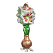 White and Red Amaryllis Bulb Glass Ornament 6"