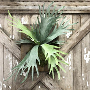 Stag Horn Fern on Wood Large