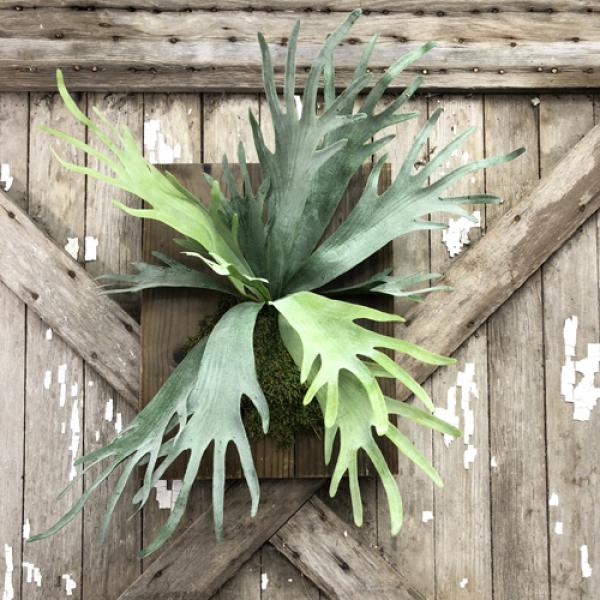 Stag Horn Fern on Wood Large