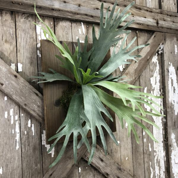 Stag Horn Fern on Wood Large