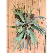 Stag Horn Fern on Bark Medium #29