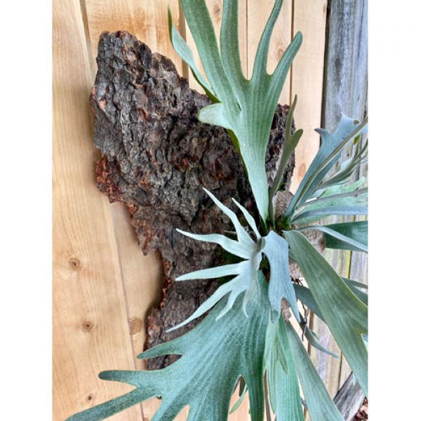 Stag Horn Fern on Bark Medium #29