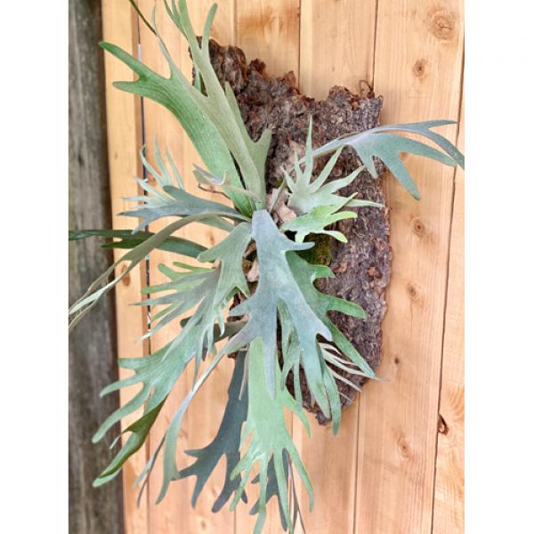 Stag Horn Fern on Bark Medium #29