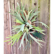 Stag Horn Fern on Bark Medium #30