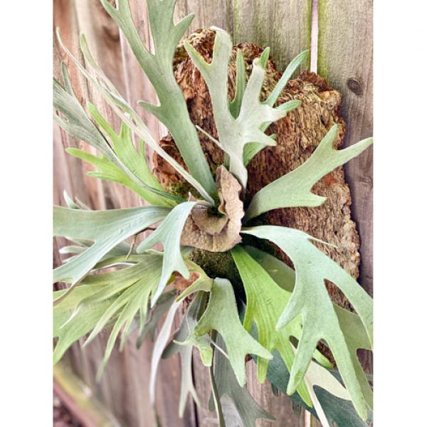 Stag Horn Fern on Bark Medium #30