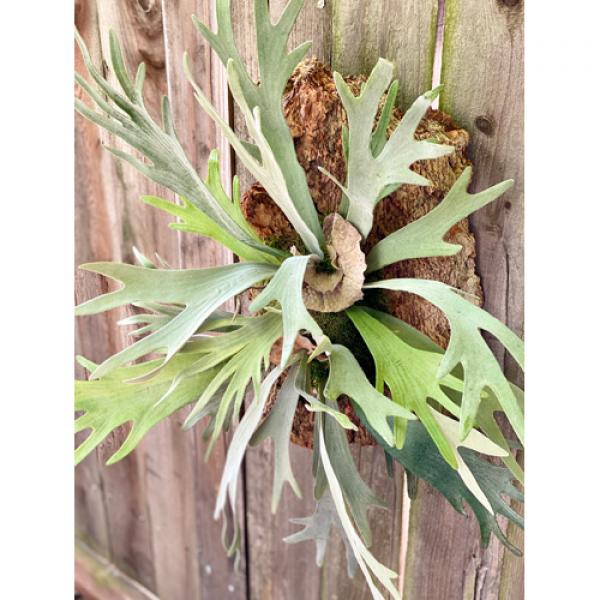 Stag Horn Fern on Bark Medium #30