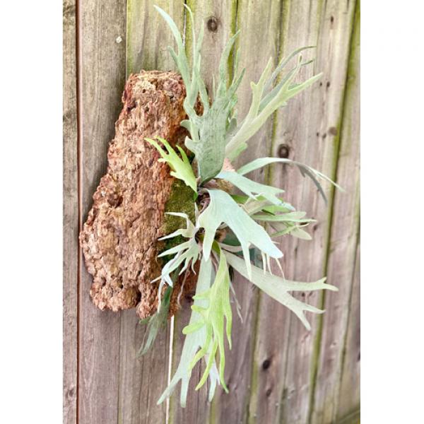 Stag Horn Fern on Bark Medium #30