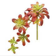 Burgundy and Green Soft Aeonium Pick 11.8"