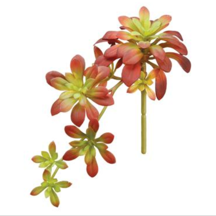 Burgundy and Green Soft Aeonium Pick 11.8"