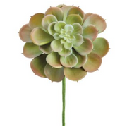 Green/Burgundy Soft Touch Echeveria Pick 9"