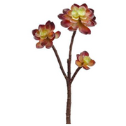 Brown Variegated Echeveria Pick 13"
