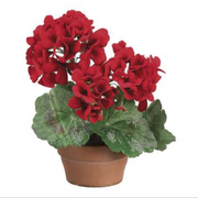 Red Geranium in Terra Cotta Pot 9"