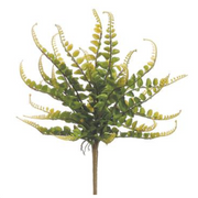 Green Button Fern Bush 16"