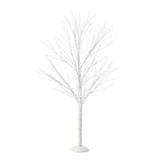 Birch Tree