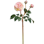 Bundle of 12 Light Pink English Roses with 3 Blooms 22"
