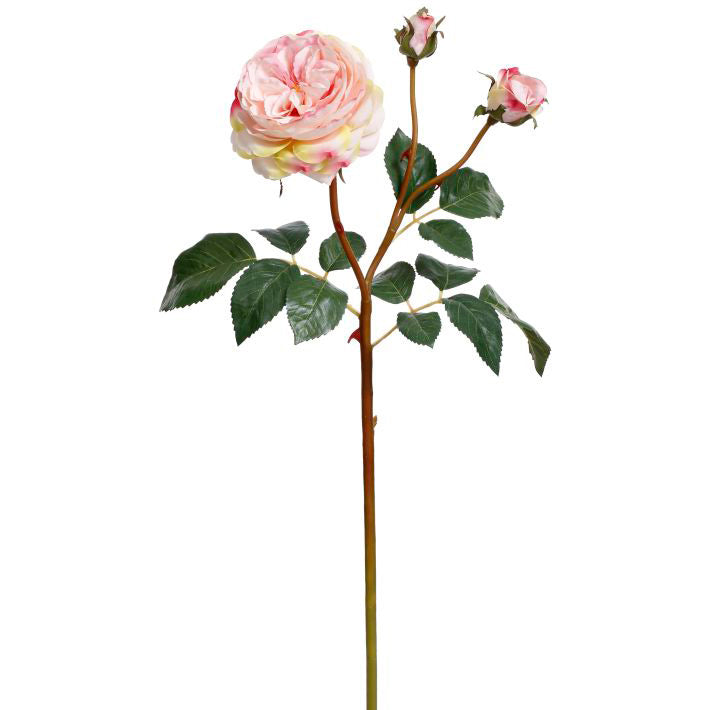 Bundle of 12 Light Pink English Roses with 3 Blooms 22"