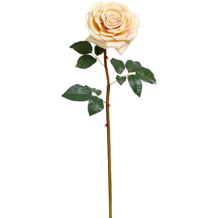 Bundle of 12 Yellow Mature Roses 25.5"