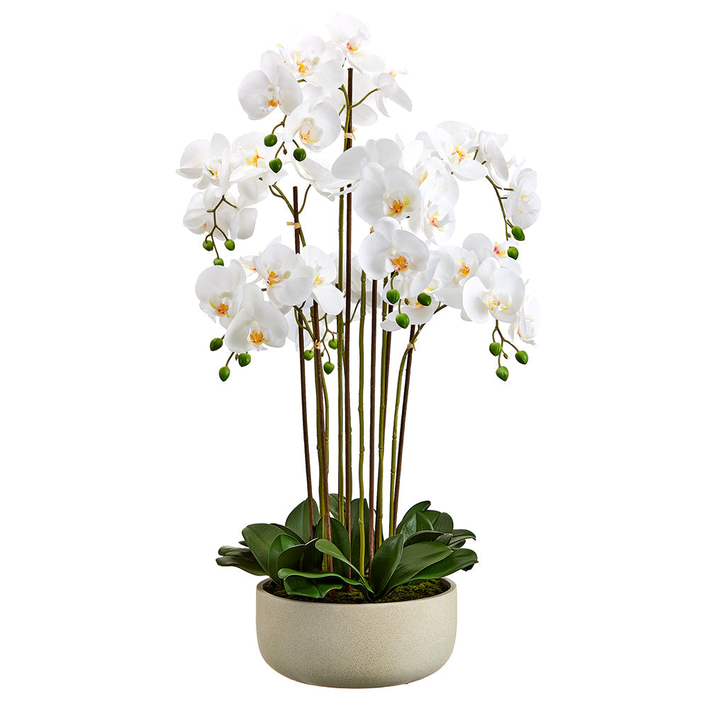 White Phalaenopsis Plant in Pot 39"