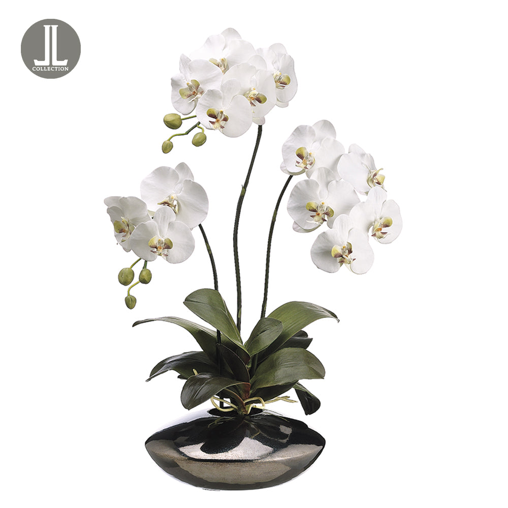 White Phalaenopsis Plant In Object d'Arte 31"