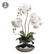 White Phalaenopsis Plant In Object d'Arte 31"