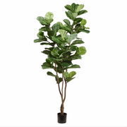 Fiddle Leaf Tree in Growers Pot 7.5'