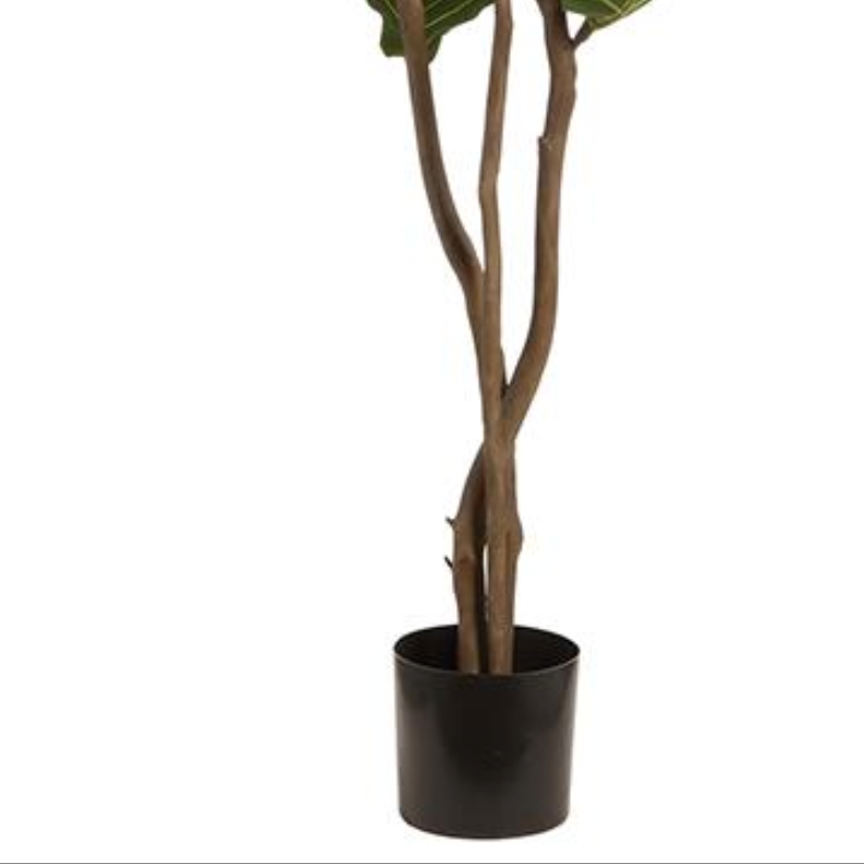 Fiddle Leaf Tree in Growers Pot 7.5'