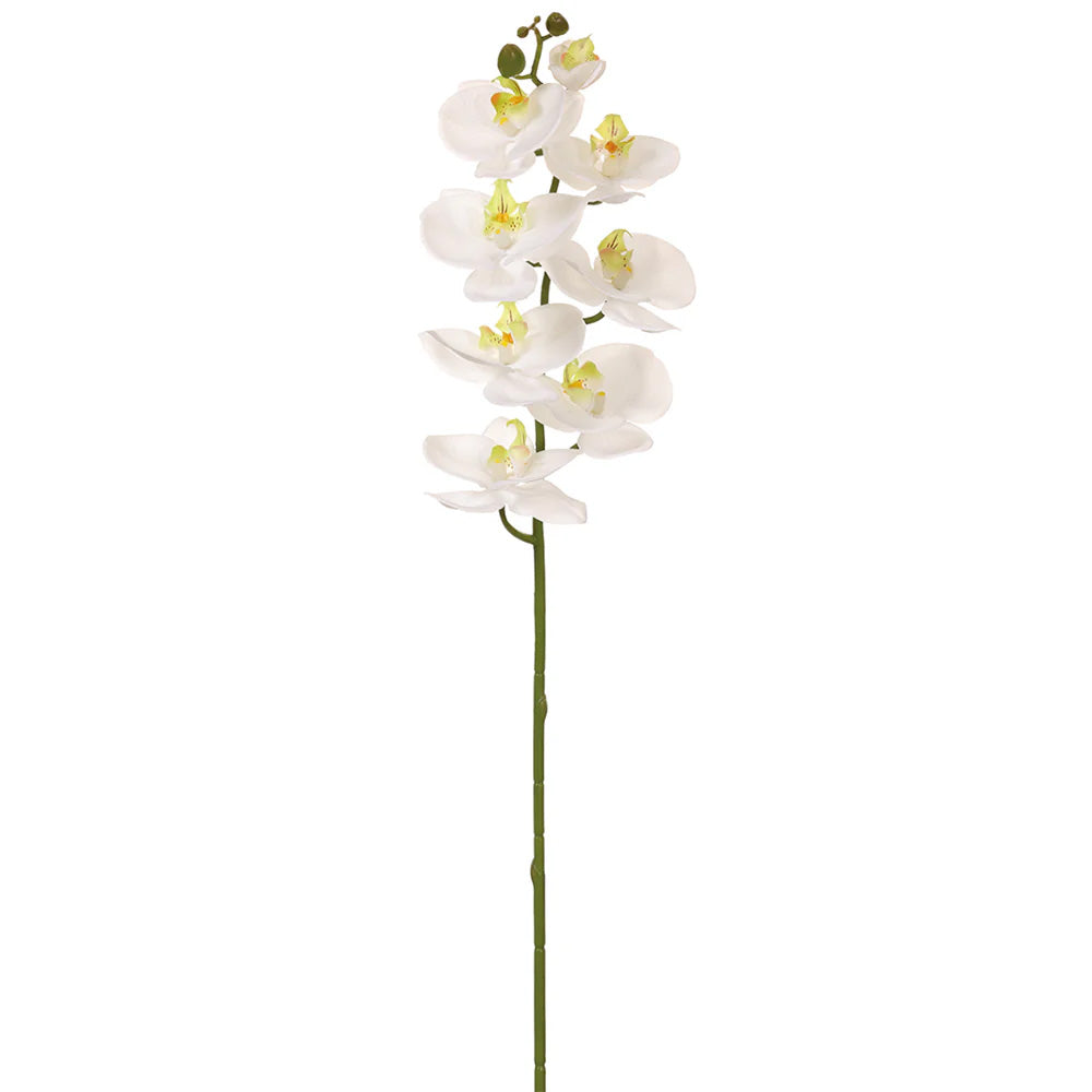 Phalaenopsis Spray with 8 Blossoms 30"