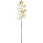 Phalaenopsis Spray with 8 Blossoms 30"