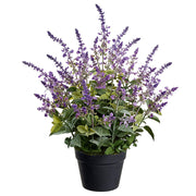 French Lavender In Planter's Pot 25"