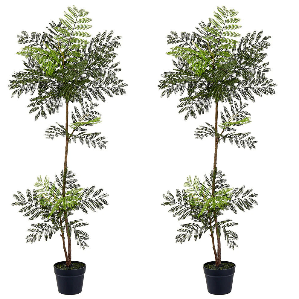 Jacaranda Fern Tree in Planter's Pot 51" Set of 2