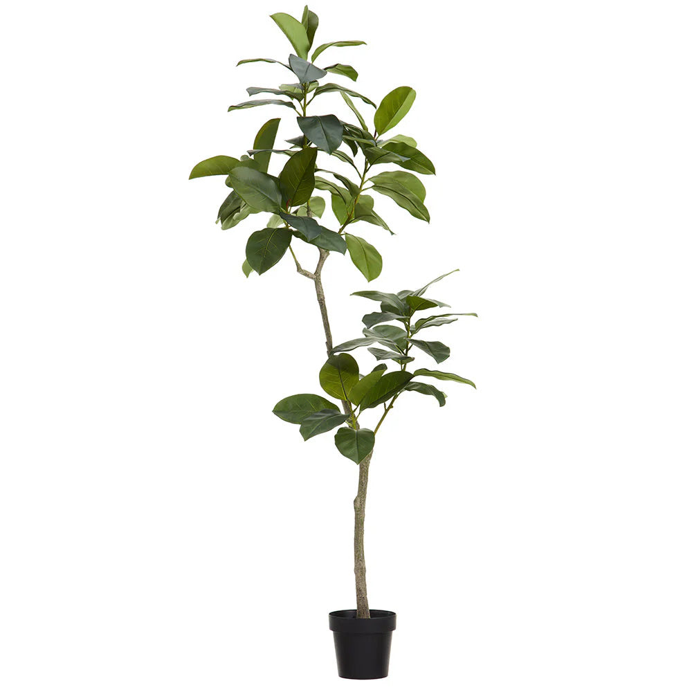 Ficus Altissima Tree in Planter's Pot 70.5"