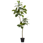 Ficus Altissima Tree in Planter's Pot 70.5"