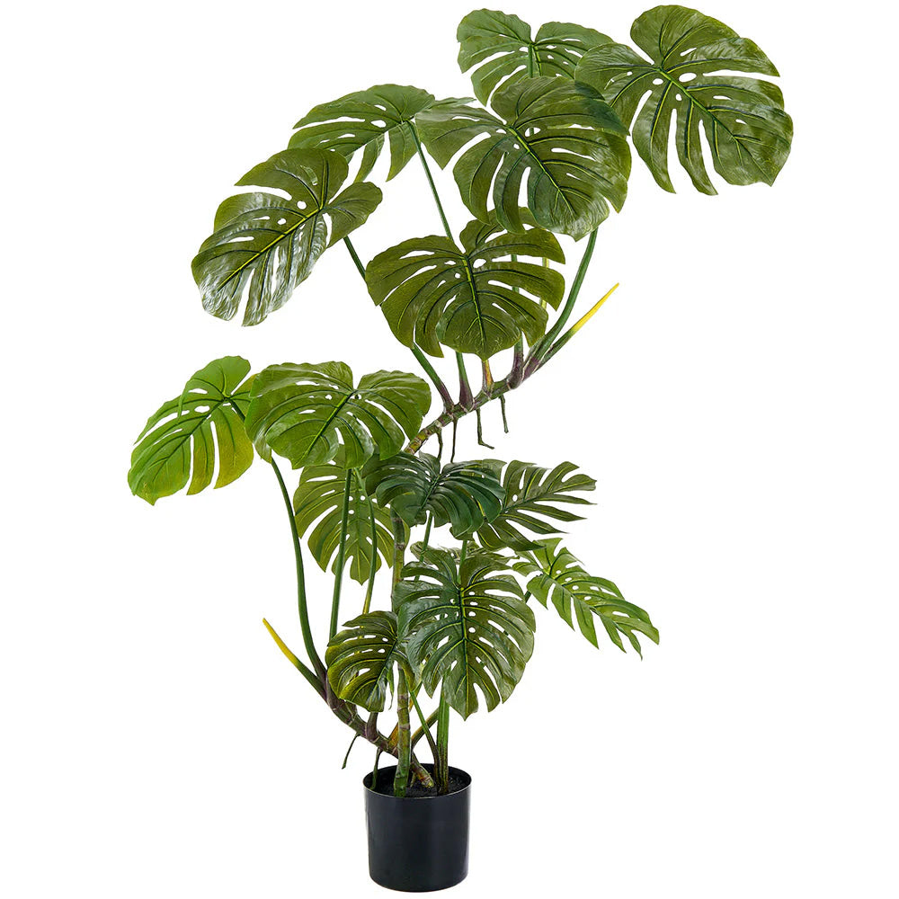 Monstera Tree in Planter's Pot 5'