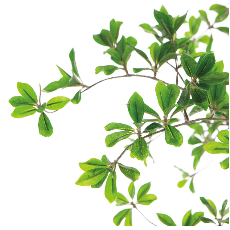 Shady Lady Tree in Planter's Pot 9'