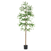 Shady Lady Tree in Planter's Pot 7'