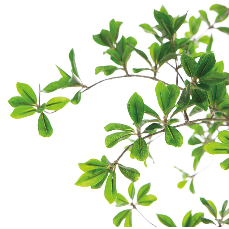 Shady Lady Tree in Planter's Pot 7'