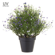 UV Protected Purple and White Mini Flower Asparagus Fern in Plastic Pot 17 Inches Tall