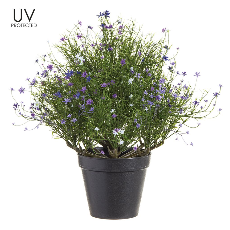 UV Protected Purple and White Mini Flower Asparagus Fern in Plastic Pot 17 Inches Tall