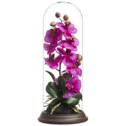 Orchid Phalaenopsis Spray Creation Under Glass Dome 15"