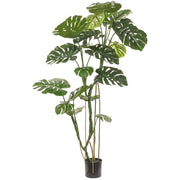 Monstera Tree in Planter's Pot 70.75 Inches Tall Set of 2