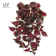 UV Protected Coleus Hanging Bush Burgundy and Green 25"