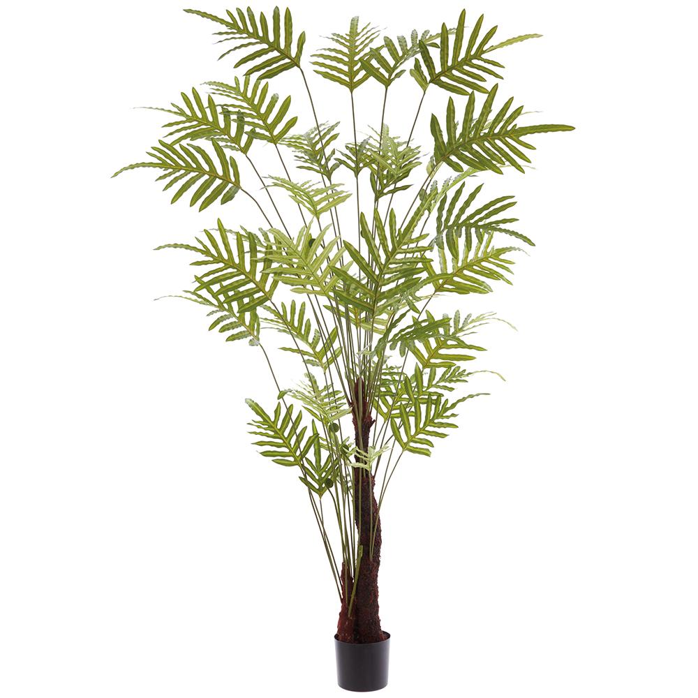 Java Fern Tree in Planter's Pot 96 Inches Tall