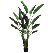 Bird of Paradise Leaf Plant in Planter's Pot 93 Inches Tall Set of 2