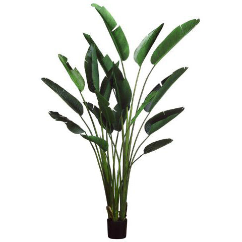Bird of Paradise Leaf Plant in Planter's Pot 93 Inches Tall Set of 2