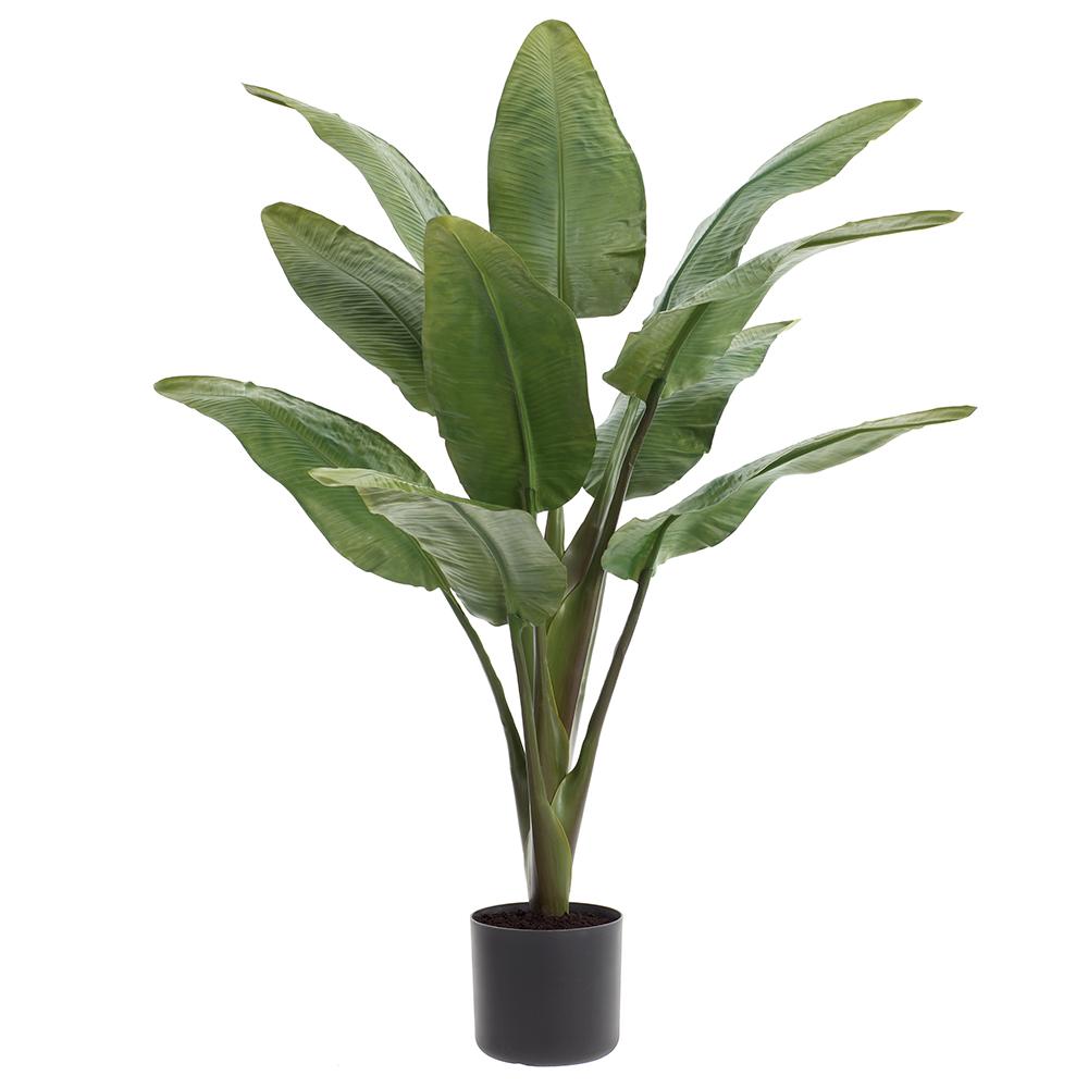 Bird of Paradise Leaf Plant in Planter's Pot 90 Inches Tall