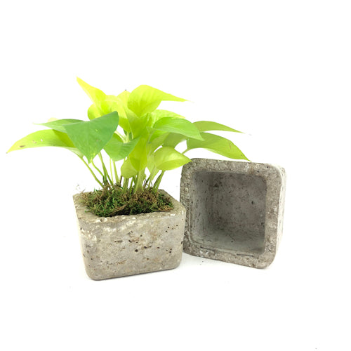Concrete Hypertufa Square Small